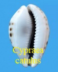 Cypraea catulus, Schilder, F. A. 1924 